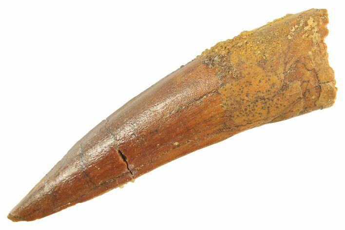 Fossil Spinosaurus Tooth - Real Dinosaur Tooth #297344